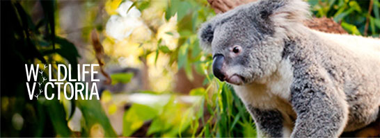 Wildlife  Victoria banner