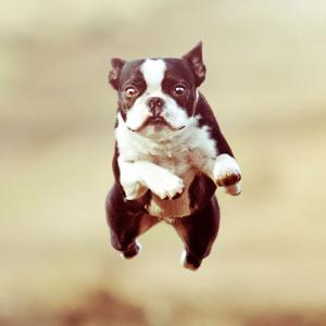 Agile dog leaping high into the air