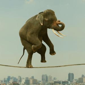 Elephant walking on a tightrope up high