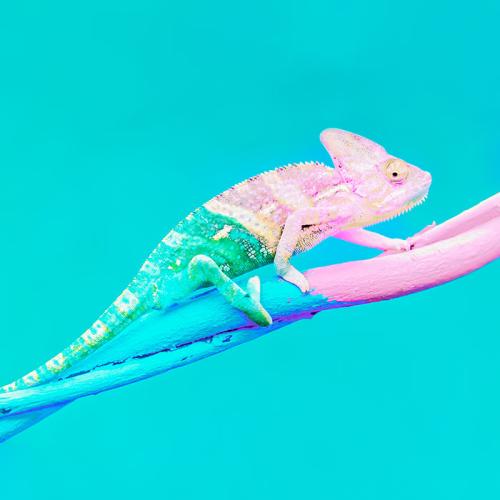 Colourful Chameleon representing change