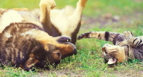 Cat and dog playing