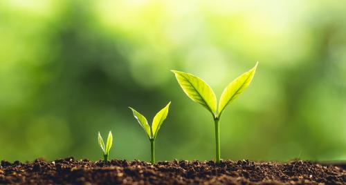 Seedlings growing