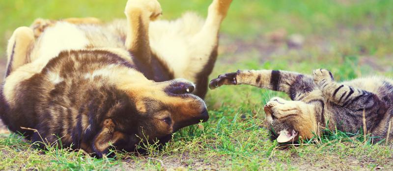 Cat and dog playing